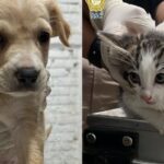 Lomitos y michis eran explotados para pedir dinero en el Centro de la CDMX