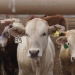 Sheinbaum califica de “totalmente exagerada” la decisión de EE.UU. de volver a cerrar la frontera al ganado mexicano