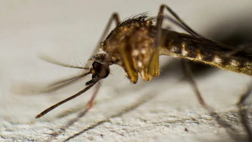 Disminuyen 55 por ciento las defunciones por dengue en México durante 2025