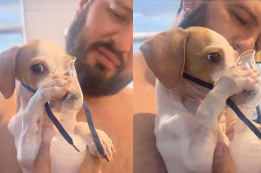 La historia de Tunico, el perrito que se volvió viral por sostener un nebulizador con sus patas