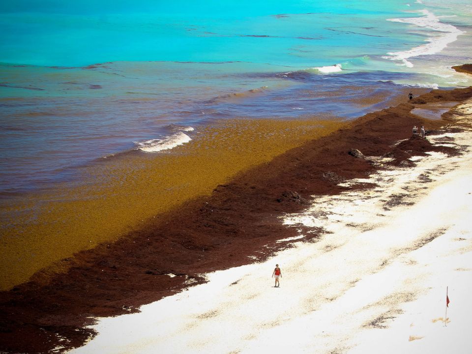 UNAM promueve investigación para darle uso al sargazo
