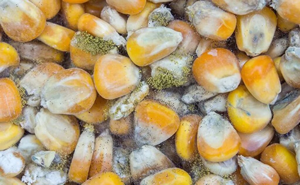 Científica de la UNAM alerta de hongos que provocan cáncer de hígado