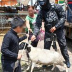 Devuelven lo extorsionado: Secretaría del Bienestar entrega borreguitos, pollo y aves de corral incautados en Operación Liberación