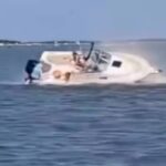 Muere una ballena tras chocar contra un bote en Nueva Jersey; un pasajero cayó al agua