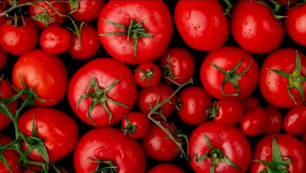 Los aranceles a México “salvarán” a la industria jitomatera de Florida