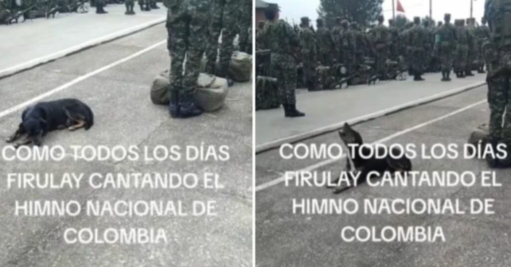 Perrito criollo se hace viral por “cantar” el Himno Nacional junto a militares en formación: “Más afinado que los soldados”