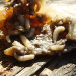 Primer caso humano del “gusano barrenador” en EE.UU.