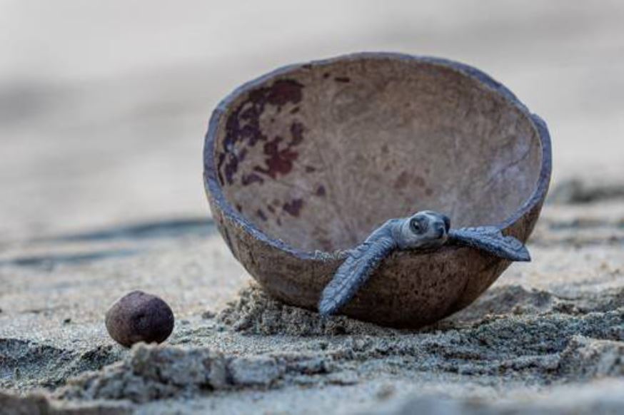 Miles de tortugas golfinas arriban antes de lo previsto a costas de Michoacán