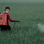 Gobierno de México prohíbe 35 plaguicidas peligrosos