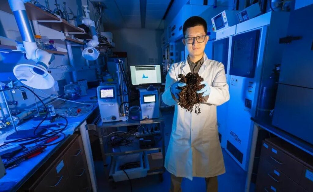 El sargazo podría revolucionar la próxima generación de televisores de pantalla plana