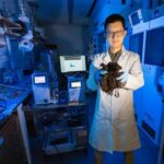 El sargazo podría revolucionar la próxima generación de televisores de pantalla plana