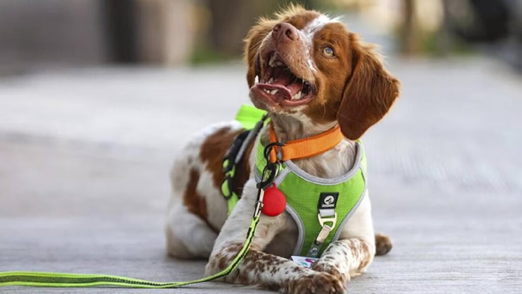 Manchas, el perro que salva agua al detectar fugas en México