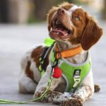 Manchas, el perro que salva agua al detectar fugas en México