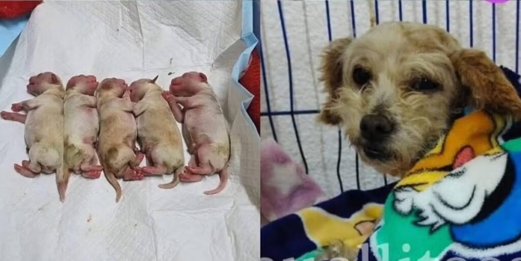 Perrita embarazada sobrevive a explosión de pipa y da a luz a cinco cachorros