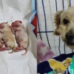Perrita embarazada sobrevive a explosión de pipa y da a luz a cinco cachorros