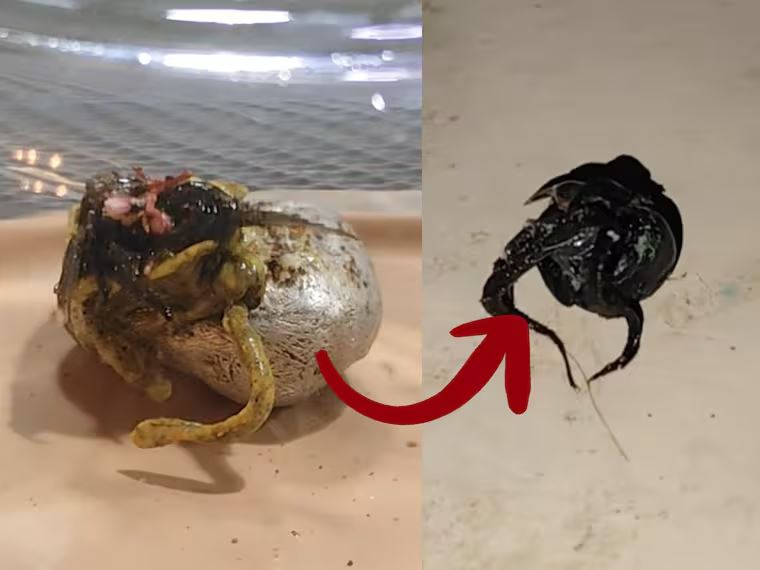 ¿Es real la criatura viral de Panamá? Esto se sabe sobre el objeto que comparan con “Venom”