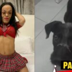 Influencer gōlpēa a perrito con escoba durante transmisión en vivo