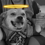 Fallece “Chicles”, el perrito maratonista de Tijuana, por envenenamiento