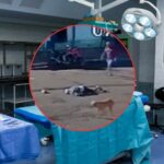 Abuelito que fue «atropellado» por un perro despierta del coma y queda cuadripléjico