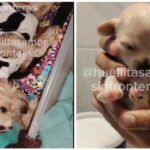 Adoptan a Cereza y a su cachorro Cerecito, perros sobrevivientes de la explosión de pipa de gas en Iztapalapa