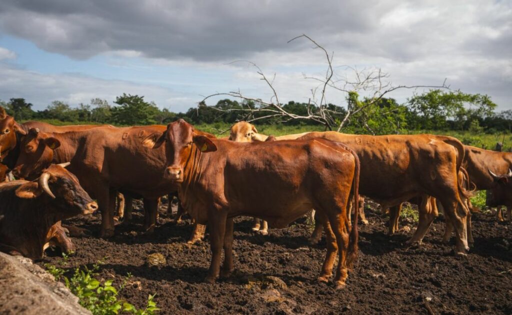 Yucatán logra 90% de recuperación por gusano barrenador y sin sacrificio animal