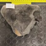 Recuperan en España piezas del patrimonio histórico de México