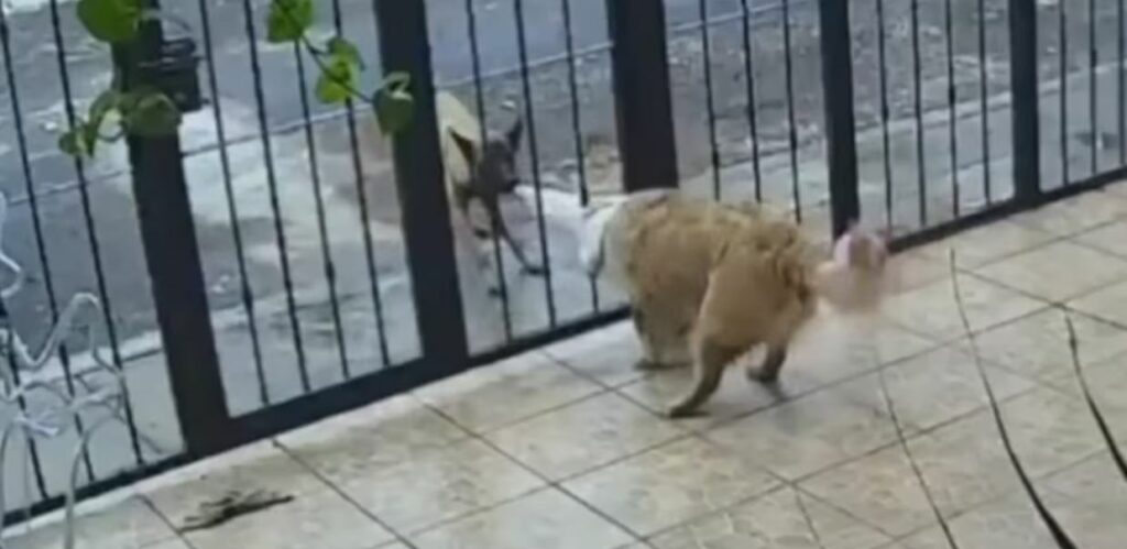 Perrito callejero se volvió viral al robarle su suéter a otro que se encontraba en su casa