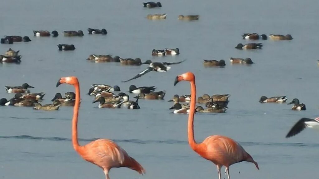 Dos flamencos habitan el Lago de Texcoco desde hace 15 años; un tercero llegó en 2024