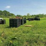 Roban a la Marina 22 toneladas de mango