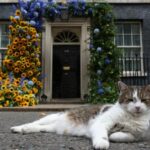 Larry, el gato político de Reino Unido, celebra 15 años en Downing Street