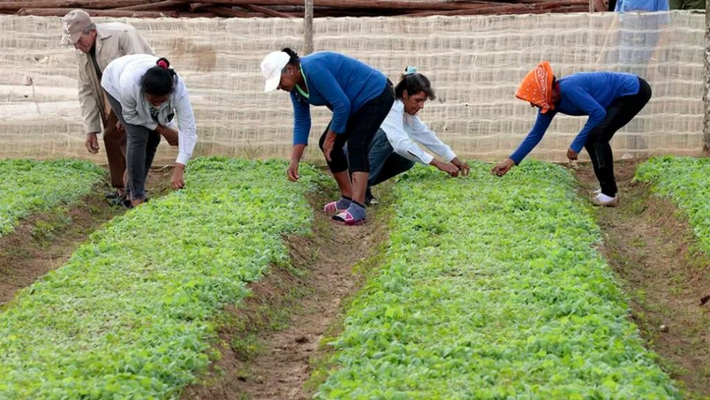 Estados Unidos invertirá 40 millones de dolares en un centro de investigación agrícola en México