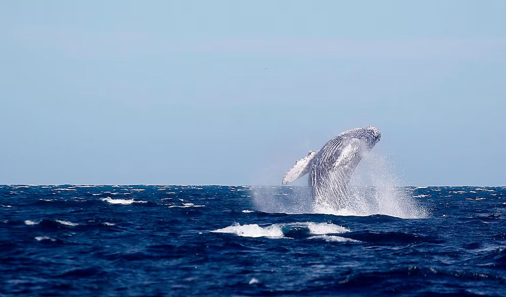 Profepa realiza operativo sobre observación responsable de ballenas en Nayarit
