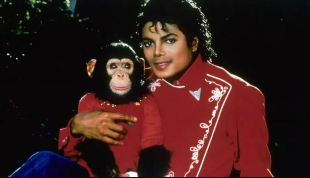 Bubbles, el chimpancé que formó parte de la vida de Michael Jackson