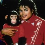 Bubbles, el chimpancé que formó parte de la vida de Michael Jackson