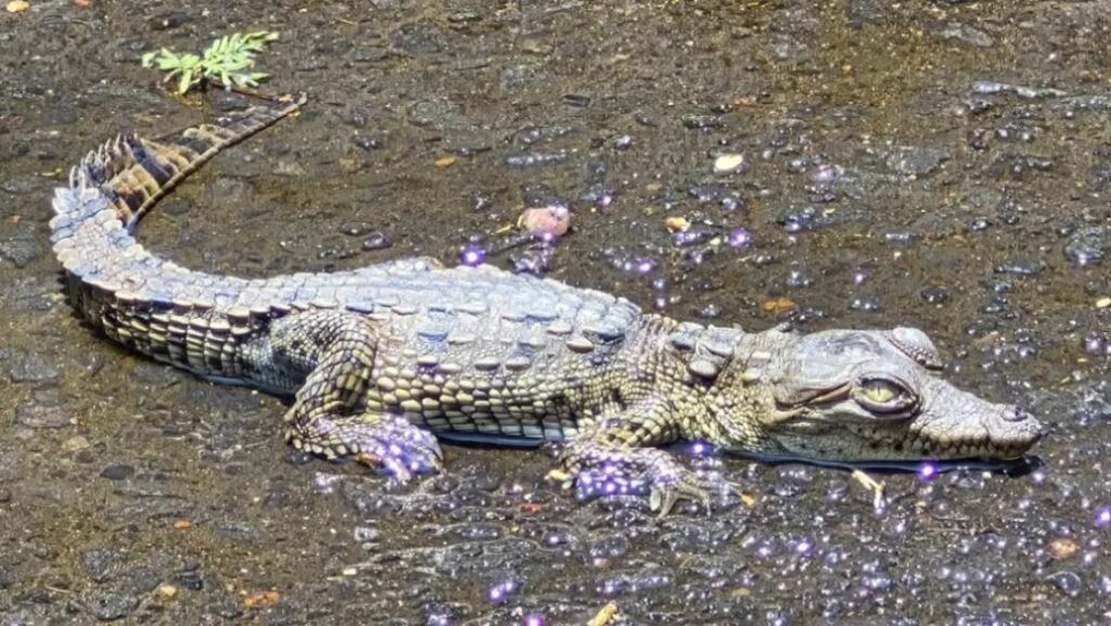 Hallan cocodrilo en coladera de Coyoacán; vecinos alertaron la presencia del ejemplar en Culhuacán