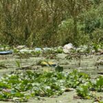Conagua alista embarcación para retirar lirio en la presa Endhó, en Hidalgo; buscan frenar al mosquito Culex