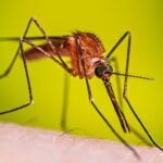 Detectan caso importado de malaria en Jalisco durante el Mundial 2026