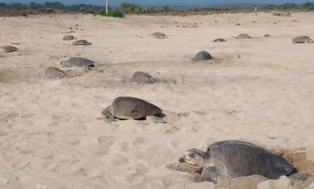Vigila Profepa arribo de 21 mil tortugas golfinas en Oaxaca