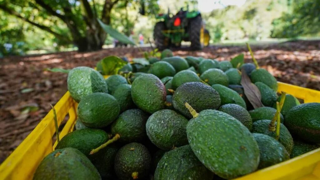 Reabre Estados Unidos la puerta a aguacate michoacano de forma “gradual”
