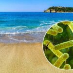 Bacteria “carnívora” causa siete muertes en Florida y Luisiana; alertan a bañistas