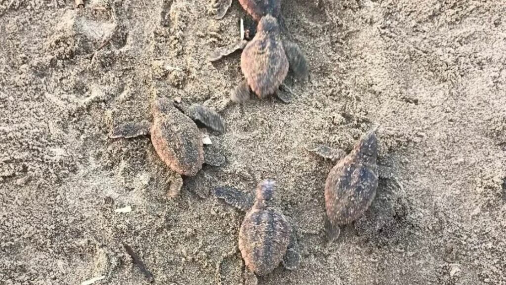 Registran por primera vez nacimiento de tortuga caguama en Catemaco; liberan 88 crías
