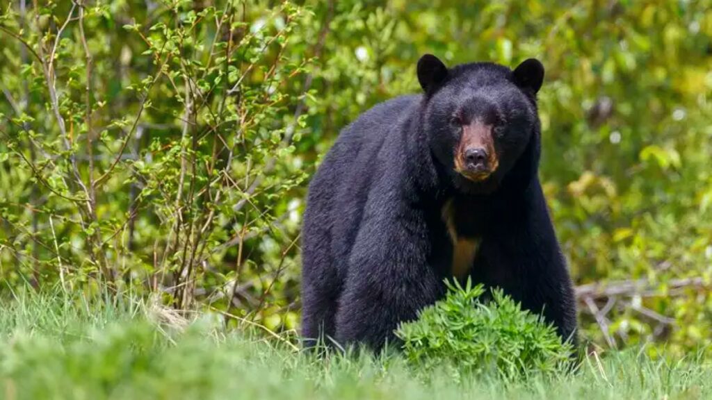 Oso negro entra a vivienda y hiere a hombre en Nuevo León