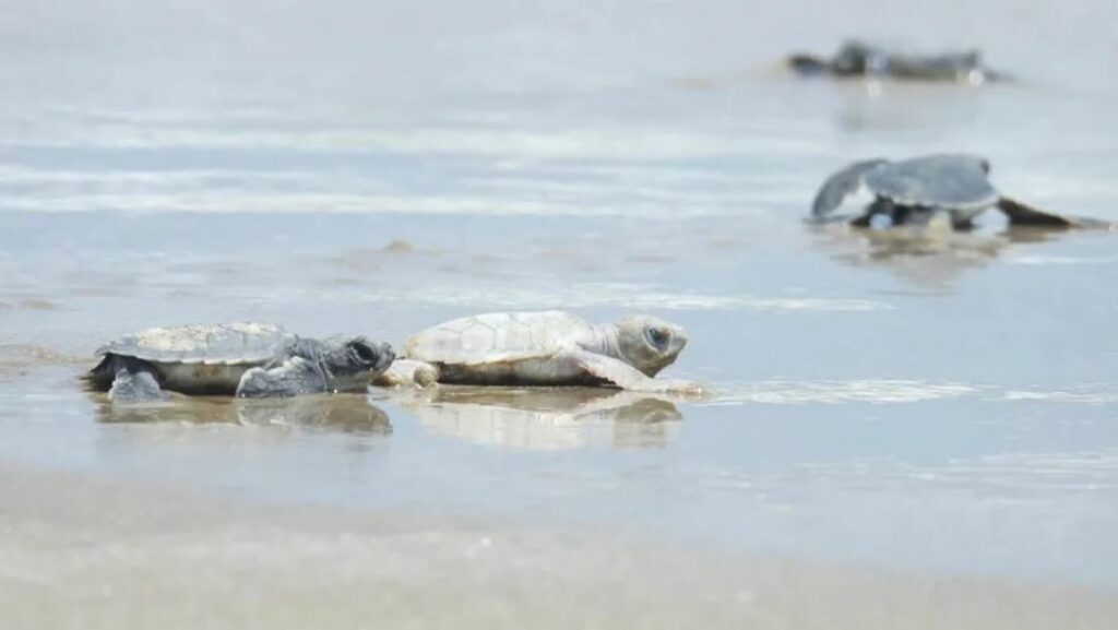 Nace tortuga verde con aspecto inusual y sorprende a especialistas en Tamaulipas