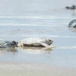 Nace tortuga verde con aspecto inusual y sorprende a especialistas en Tamaulipas