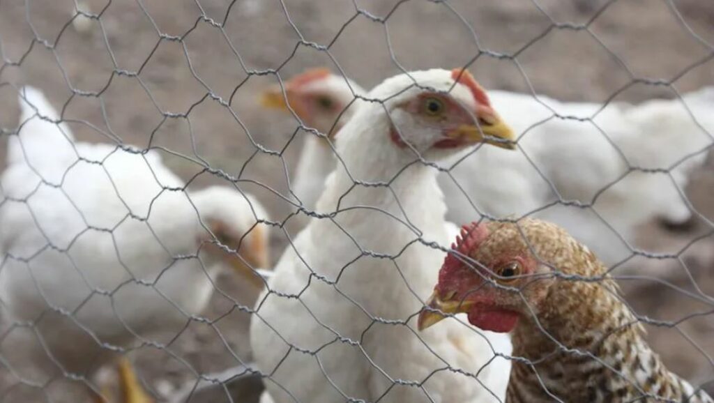 Puerto Rico confirma casos de gripe aviar en patos y gallinas de Guinea; activan cuarentenas